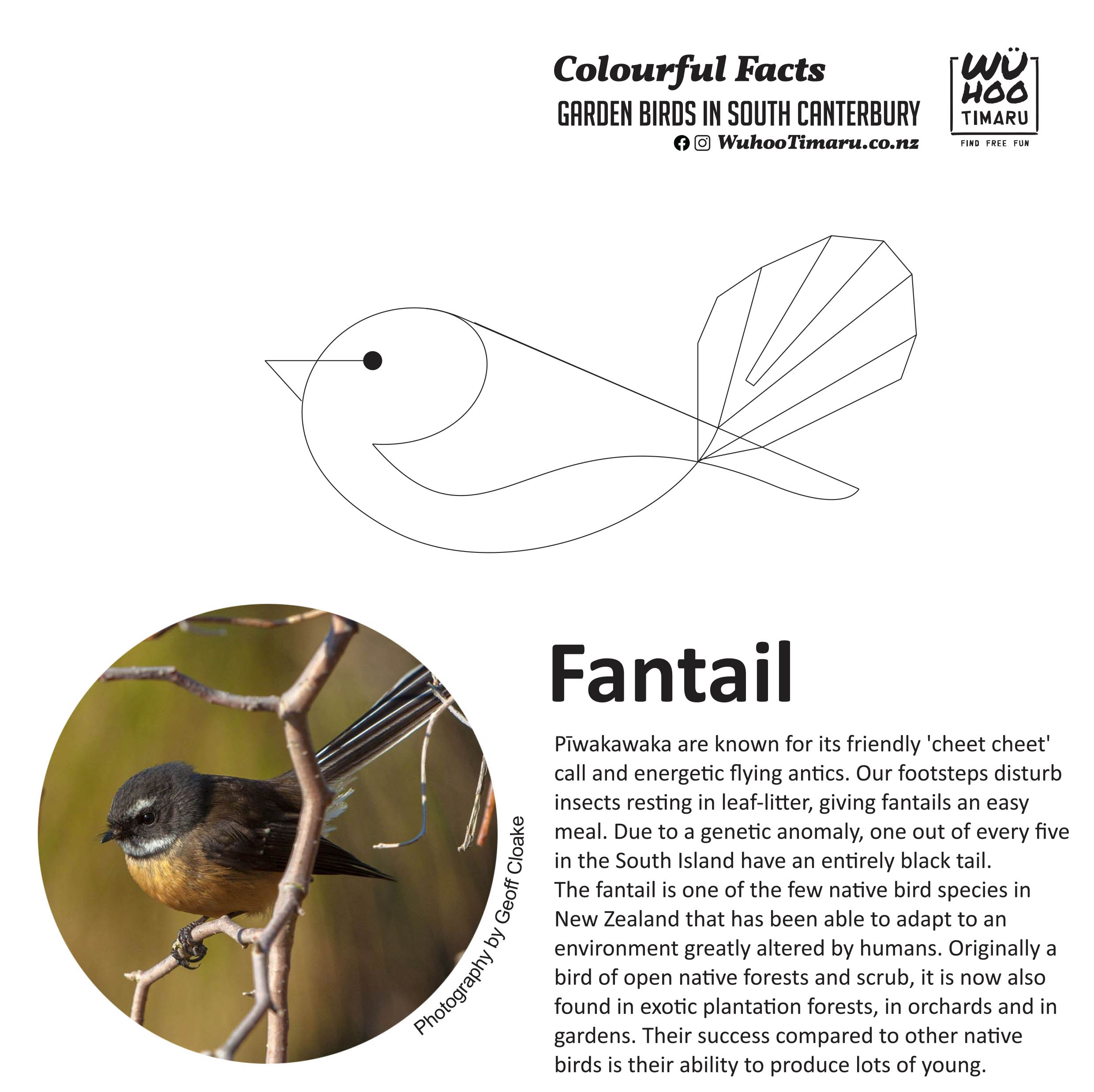 Fantails 