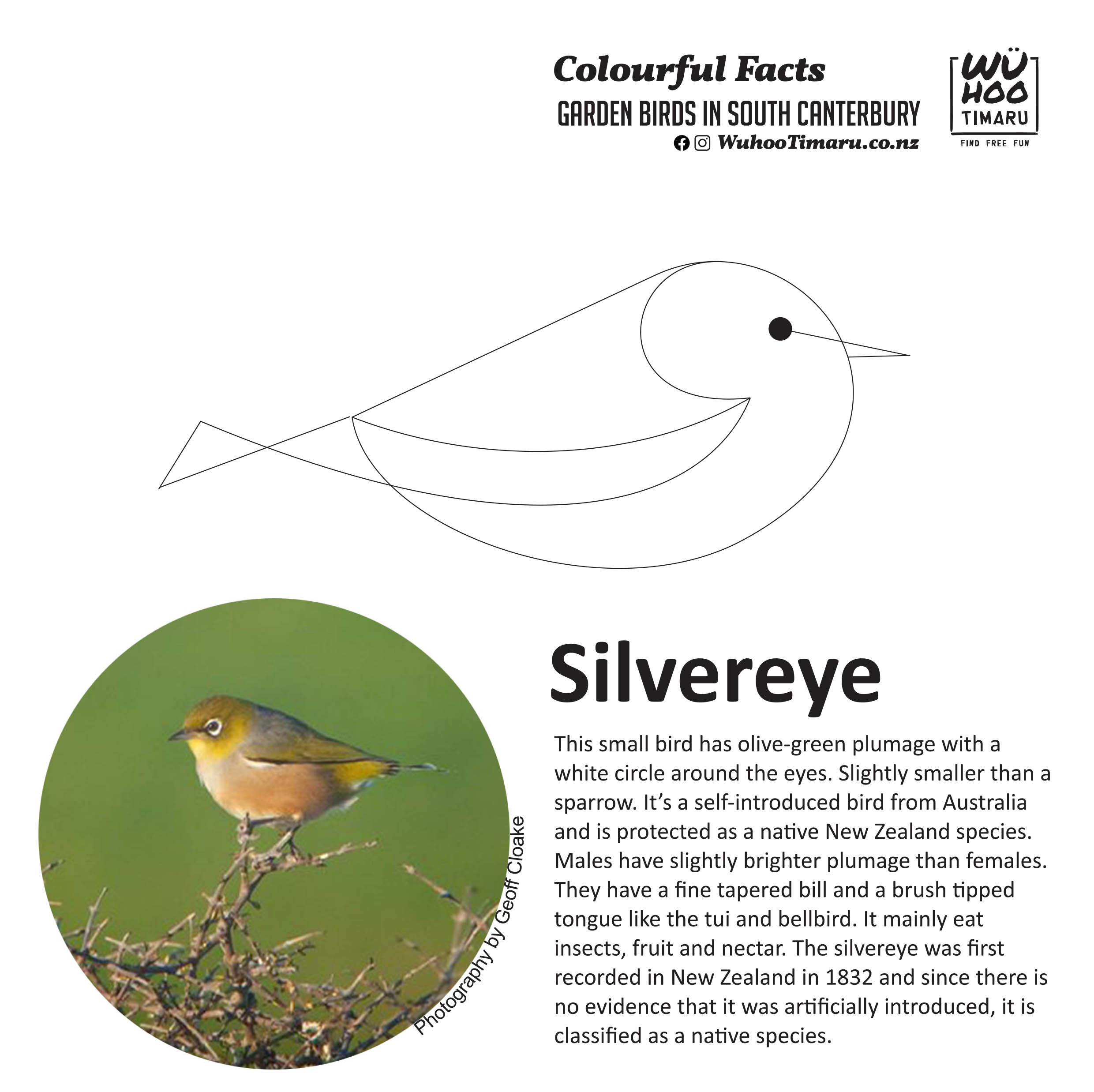 Silvereyes 