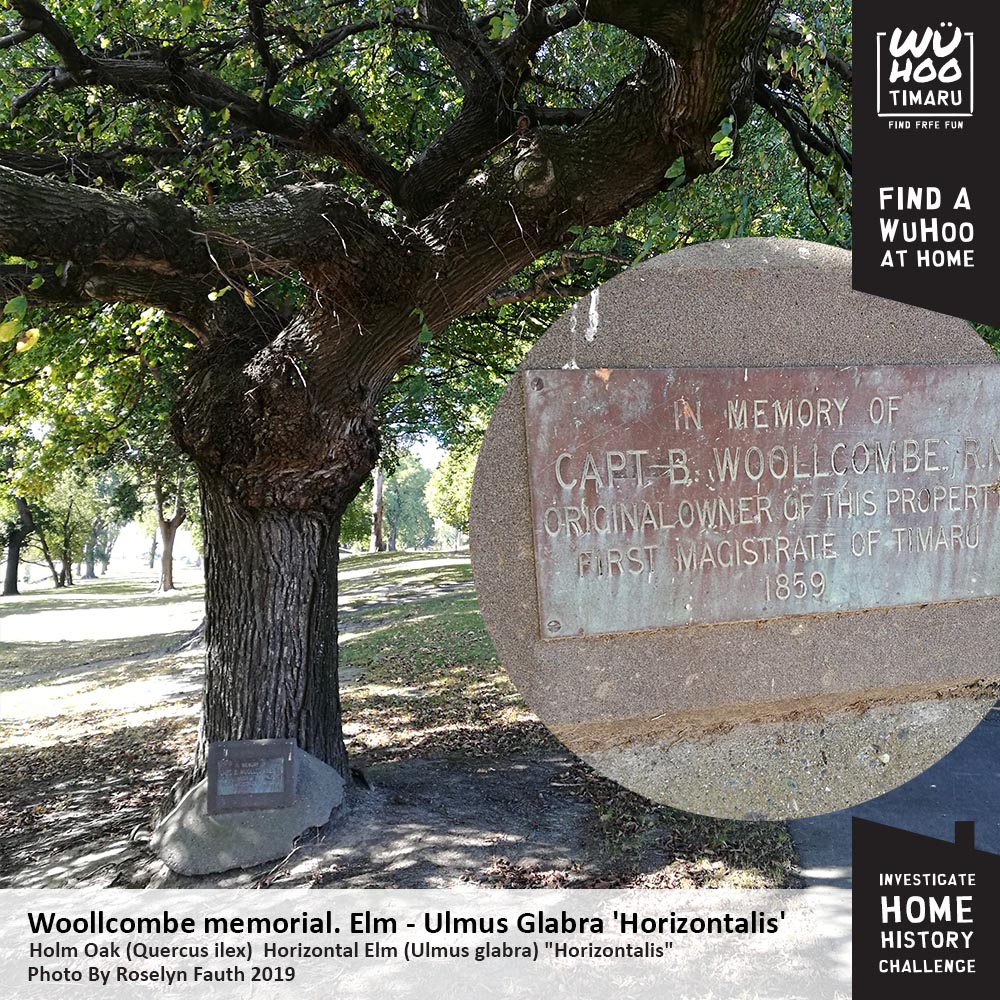 WuHoo InvestigateYourHomeChallenge WoolcombesHouse AshburyPark 065 WoollcombeTree