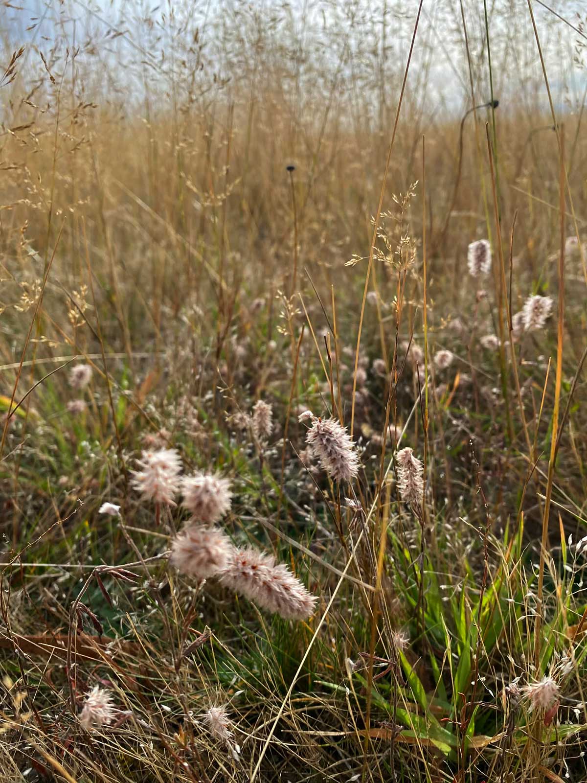 Alpine plants at Lake Alexandrina Tekapo Photo Clarissa Doran