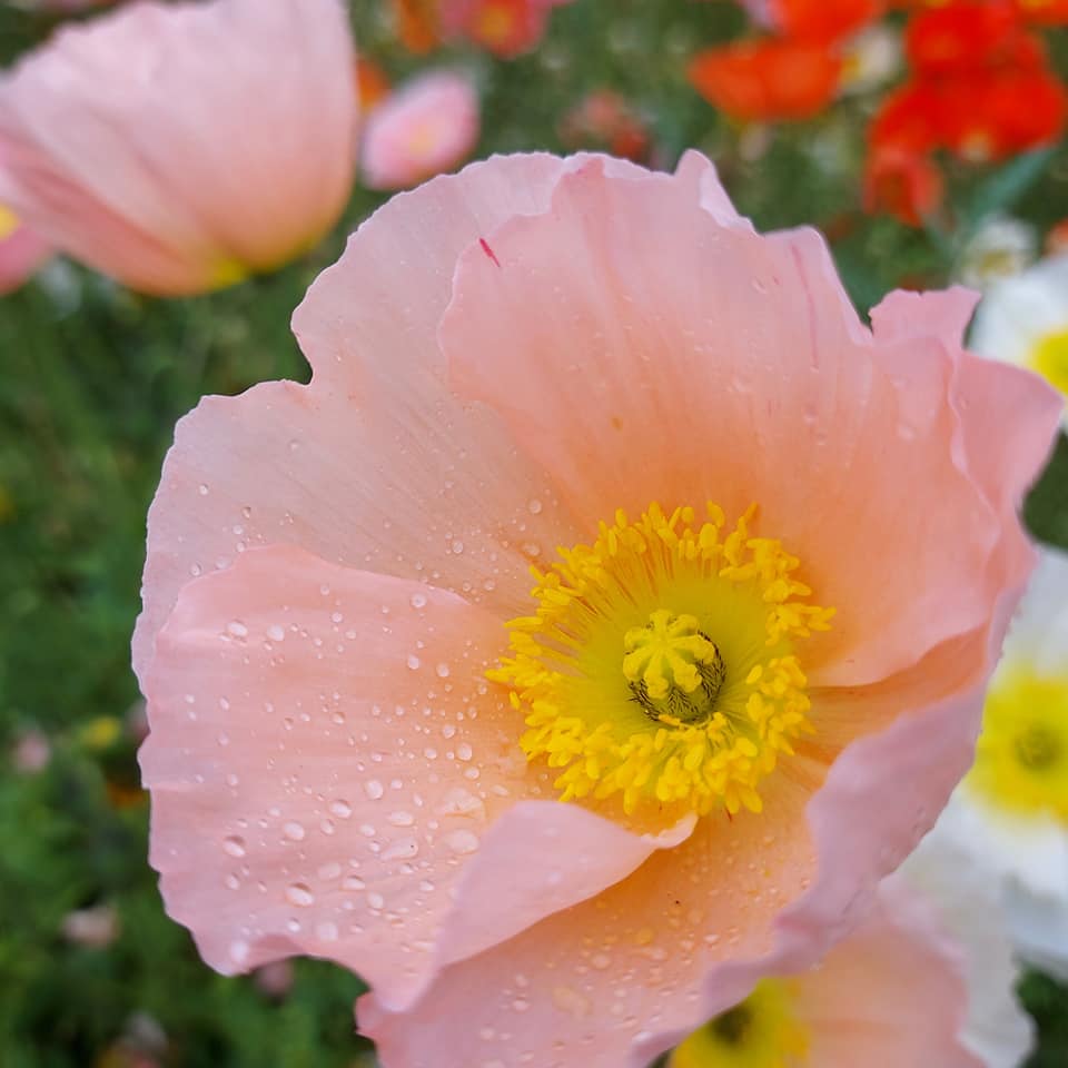 Beautiful colourful display poppy in Timaru CBD Oct 2021 detail RFauth
