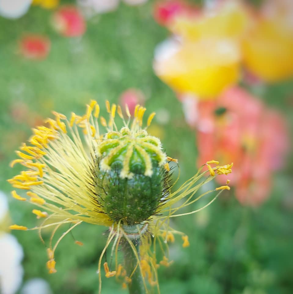Beautiful colourful display poppy in Timaru CBD Oct 2021 seed head RFauth