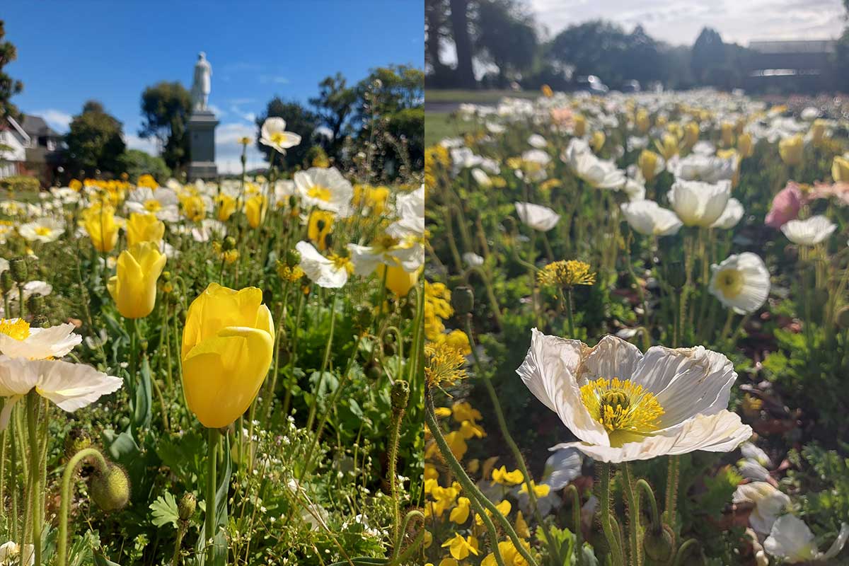 Botanic Gardens Poppies and Tulips