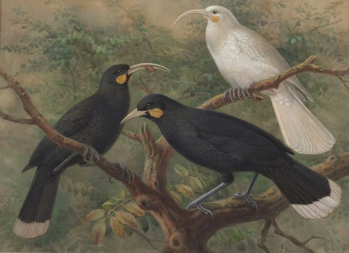 1722403865 art huia threehuiawithwhiteone
