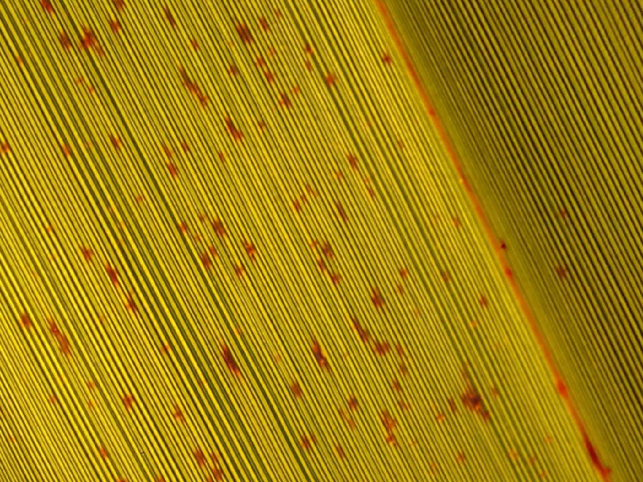 Harekeke Flax at Patiti Point Roselyn Fauth 2025 detail