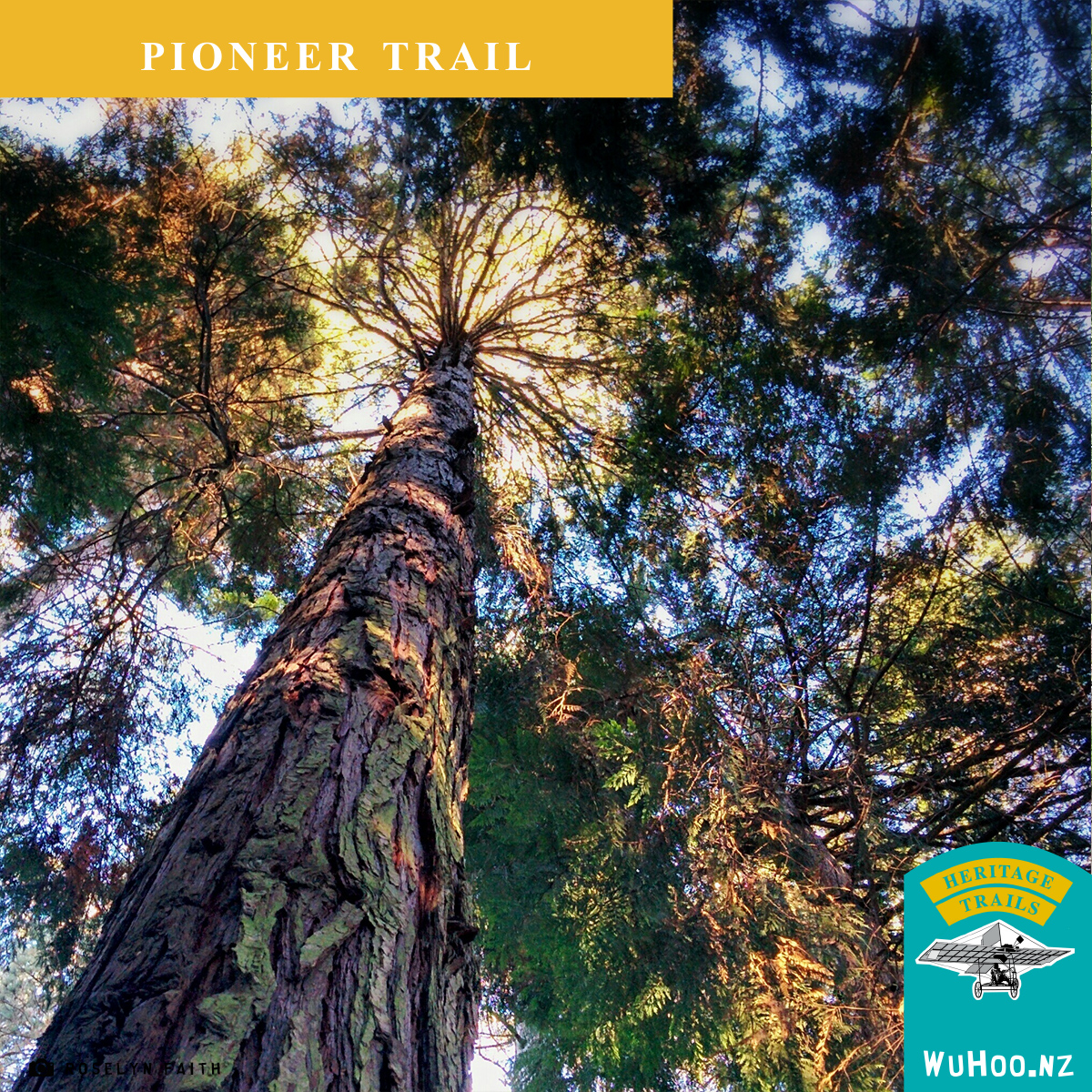 HeritageTrail Logo Watermark PioneerTrail TalbotForrest