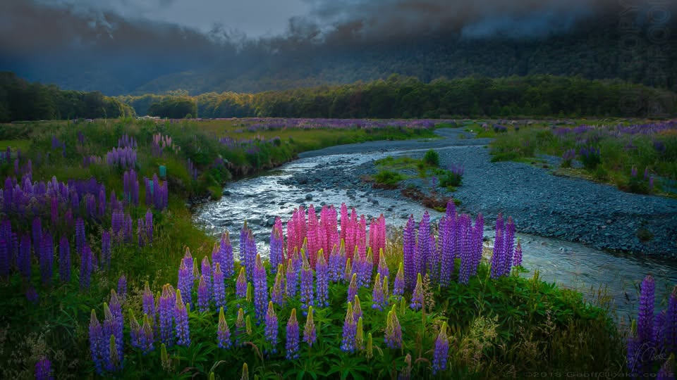 Natives among these lupins Geoff Cloake