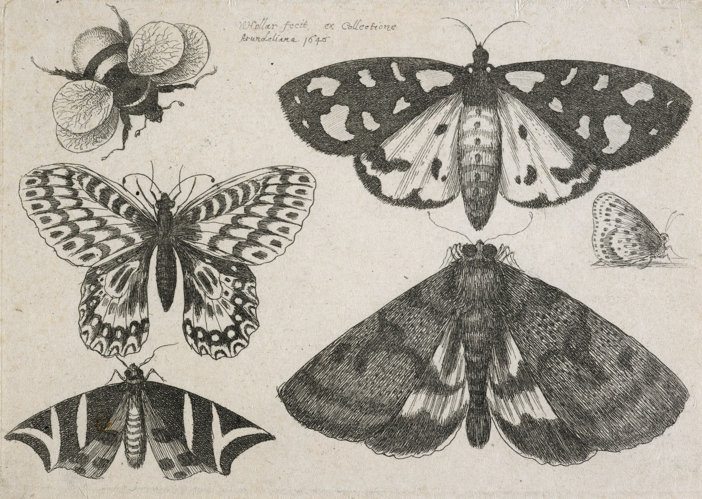 MA I063936 TePapa Muscarum scarabeorum full