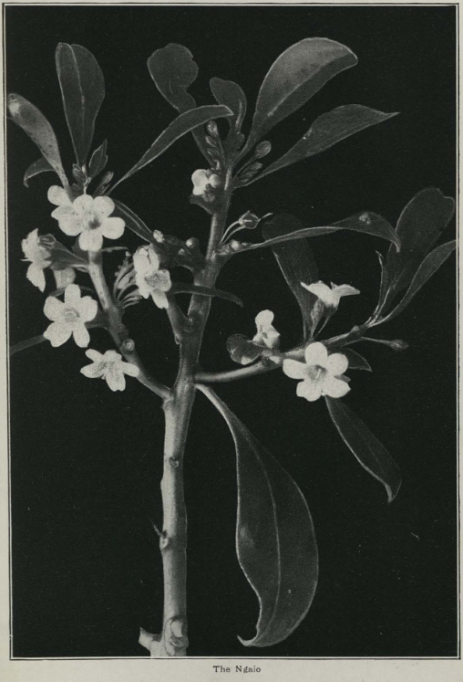 Ngaio R M Laing New Zealand Wild Flowers page21 Aoraki Heritage Collection
