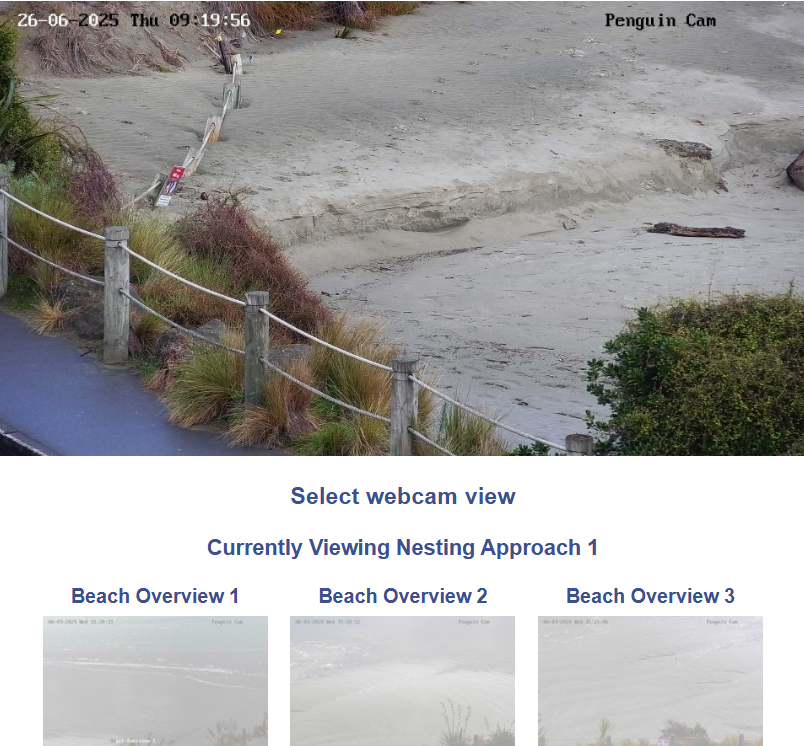 Penguin Cam Timaru District Council