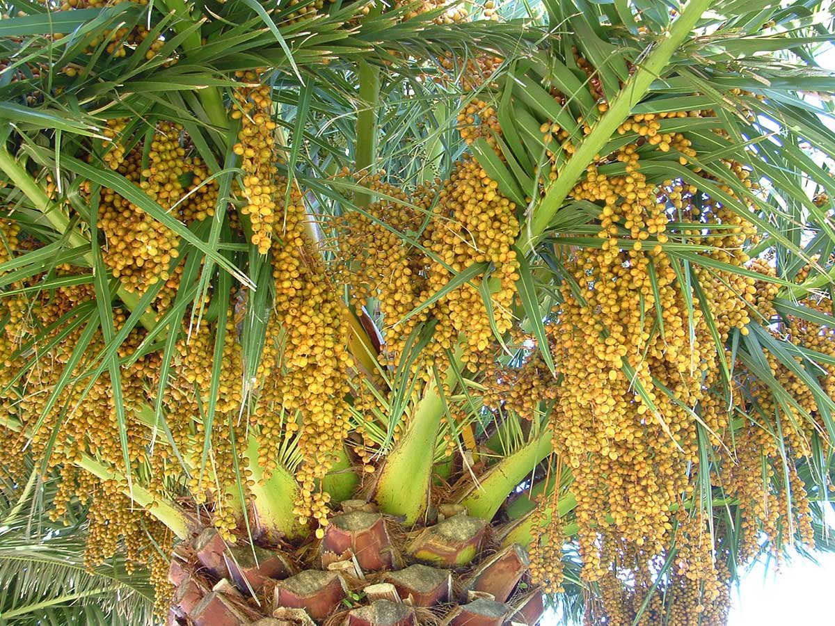 Phoenix palm fruit waterfront at Paihia 2006 close up PhotoBy C Lewis