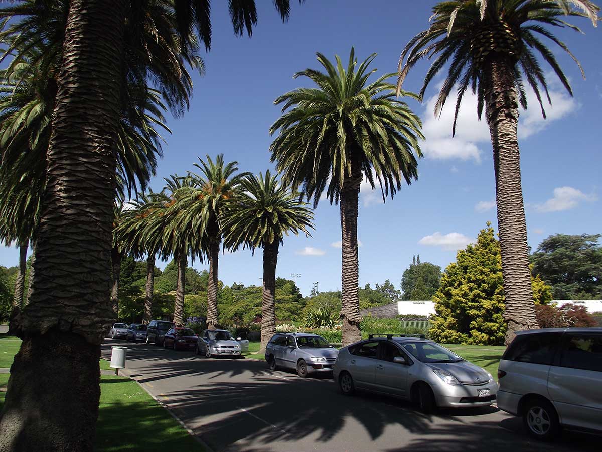 Phoenix palms Palmerston North Park DSCF5755 PhotoBy C Lewis