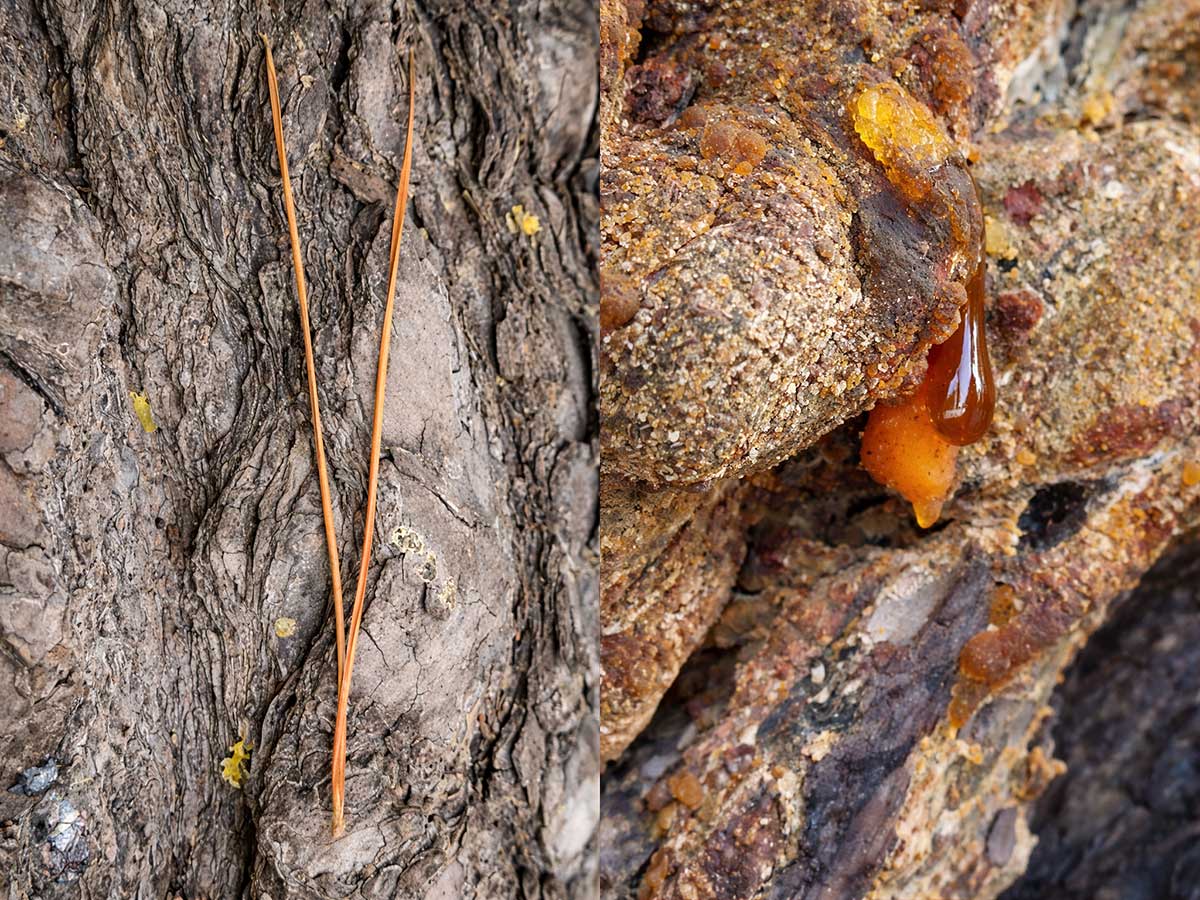 Prisoner Pine at Timaru Botanic Gardens RFAUTH 2026 needle and sap