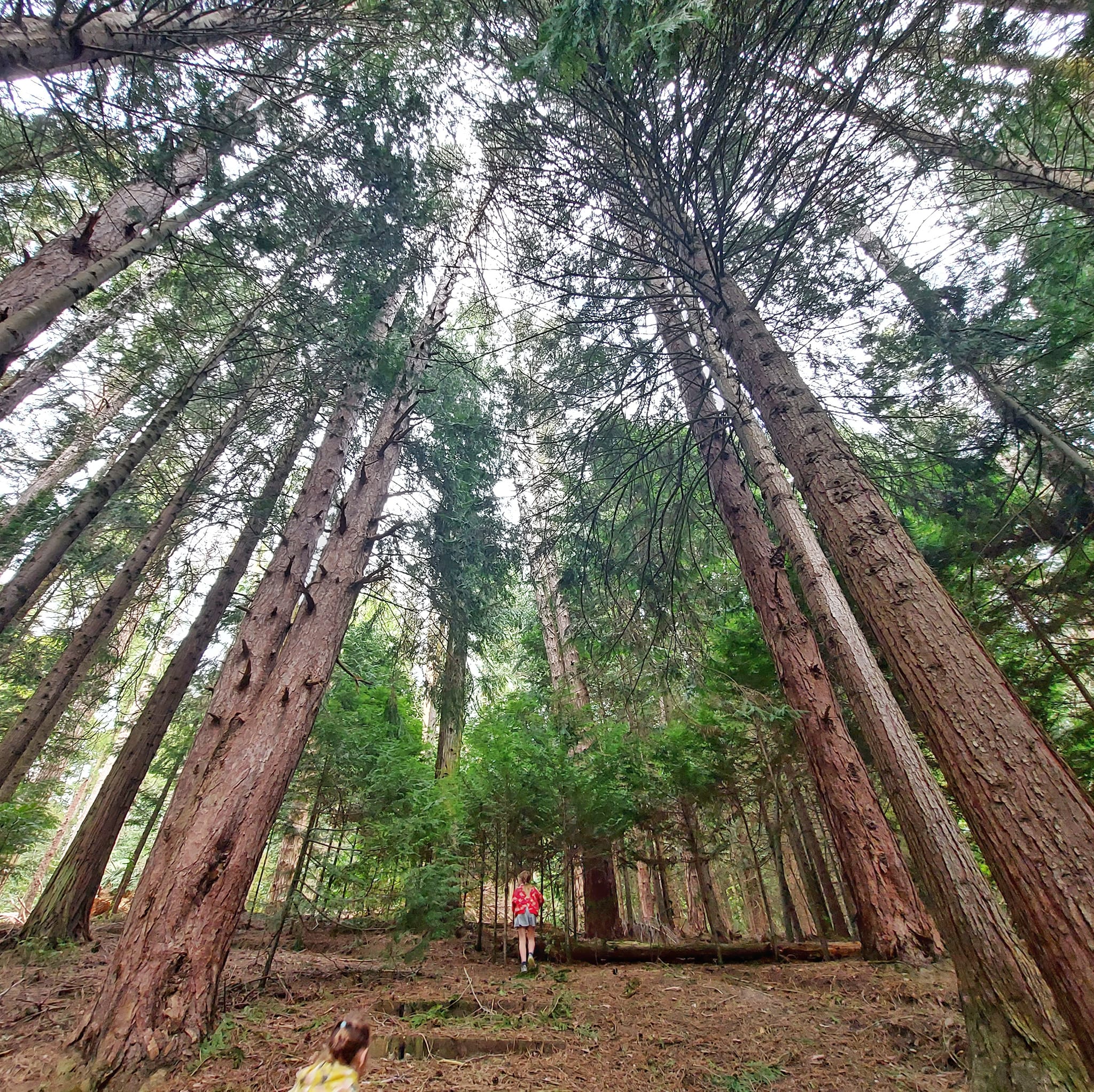 Raincliff Forest Roselyn Fauth 5