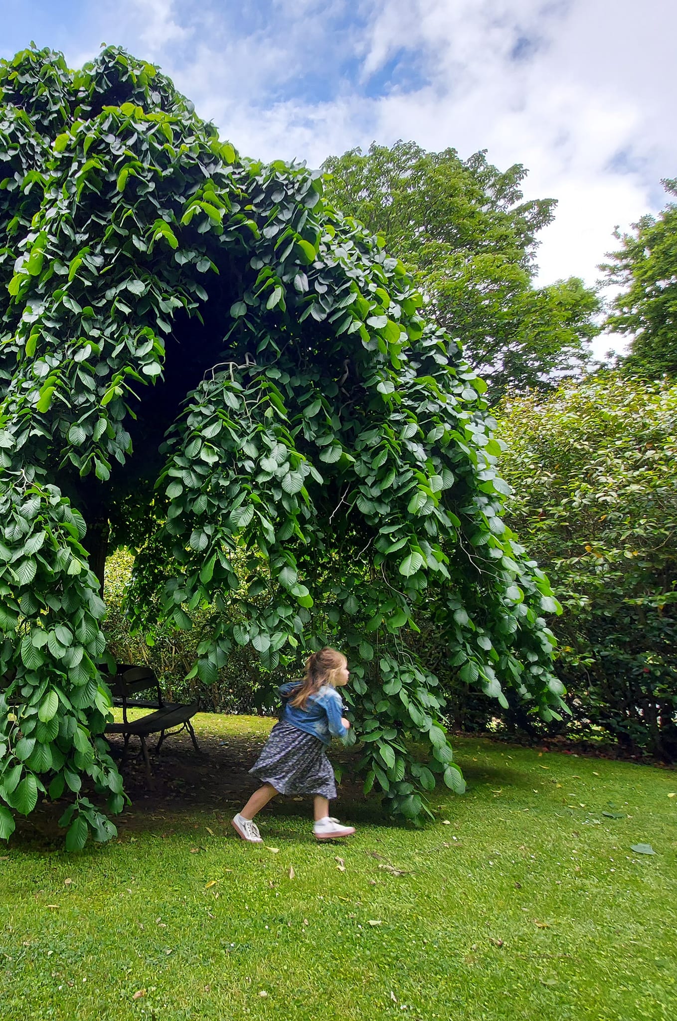 Explore the Trees 3