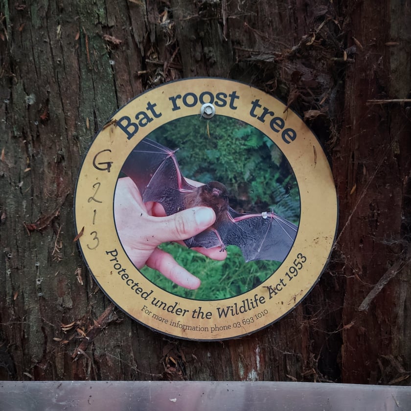 Go on Bat tree hunt 2 Photo Roselyn fauth