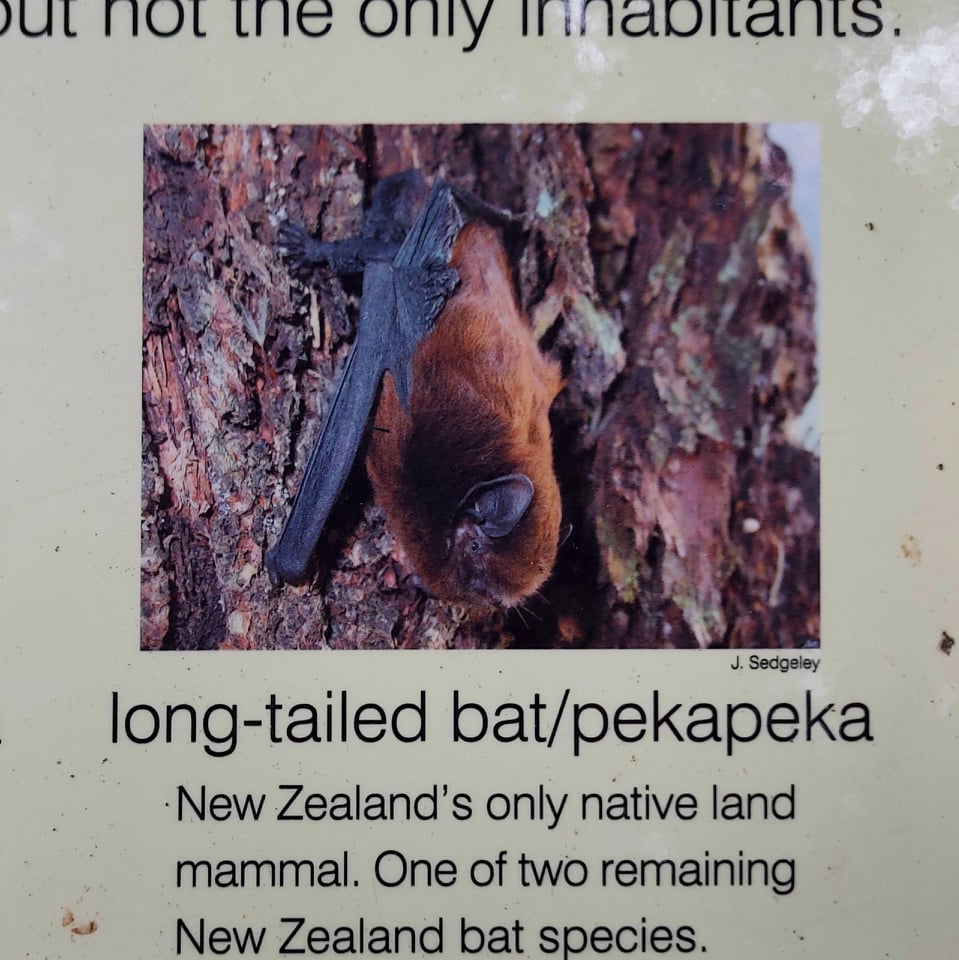 Go on Bat tree hunt 3 Photo Roselyn fauth