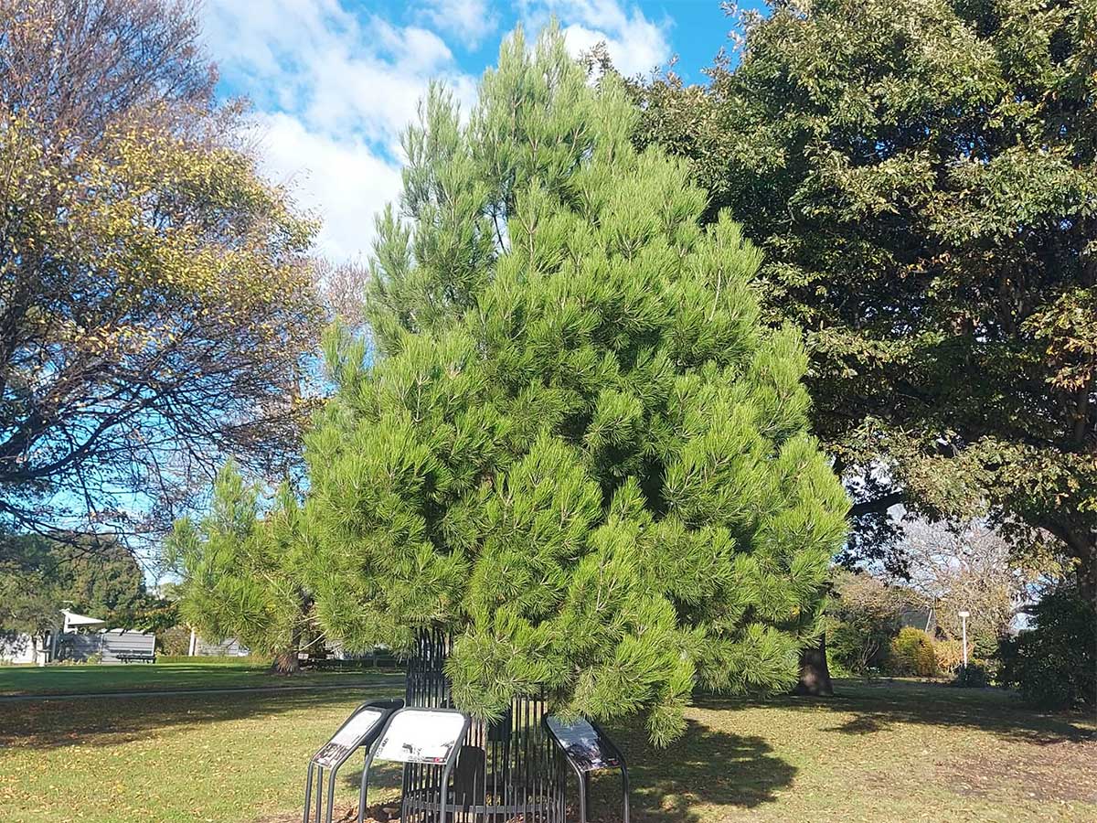 Lone Pine Timaru Botanic Gardens Photography Roselyn Fauth April 2026