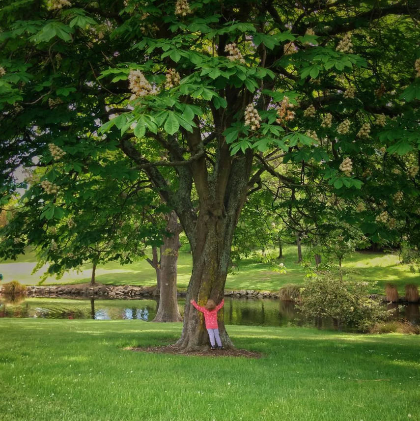 Timaru Botanic Garden Trees 1