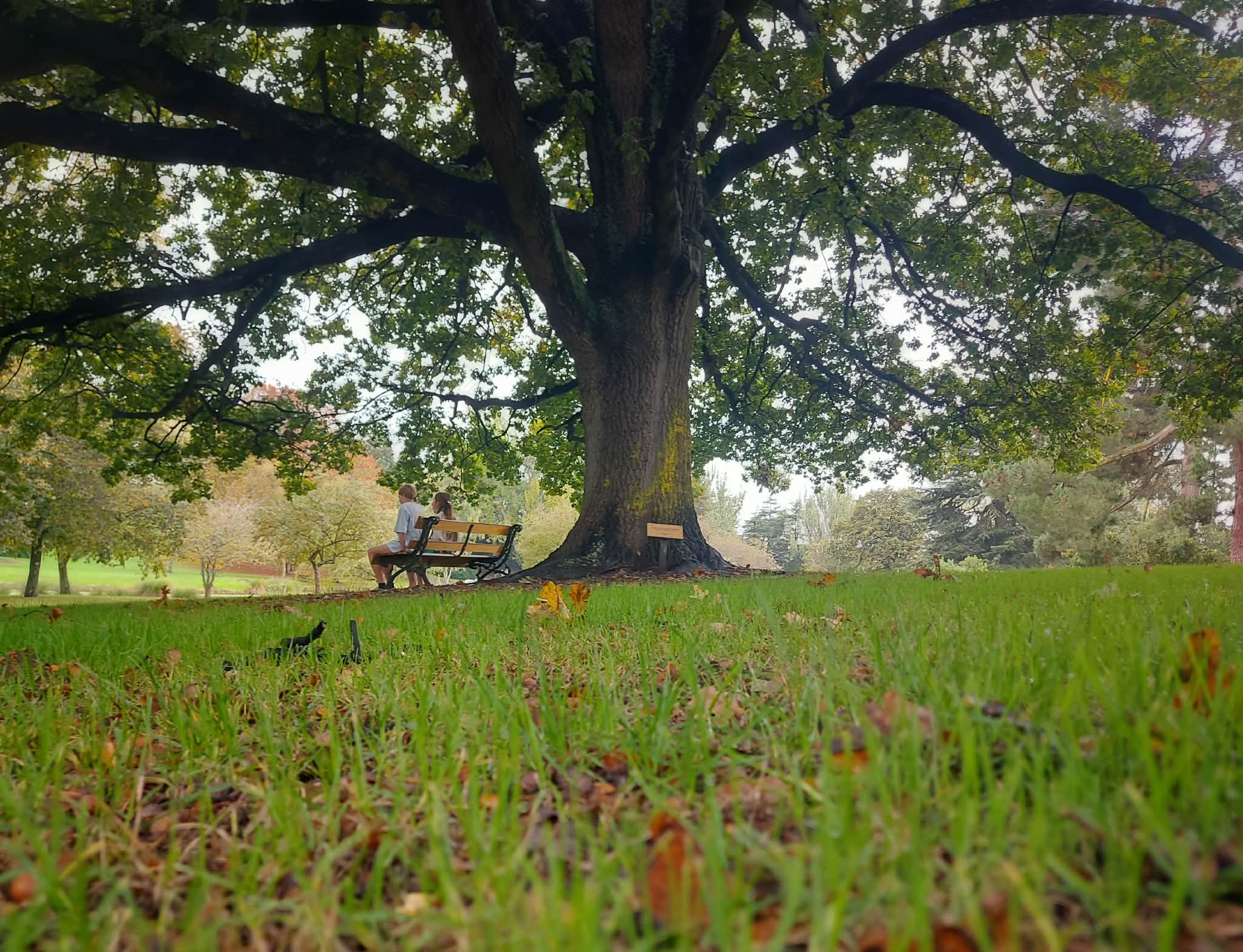 Timaru Botanic Gardens Oak Tree Roselyn Fauth 2026