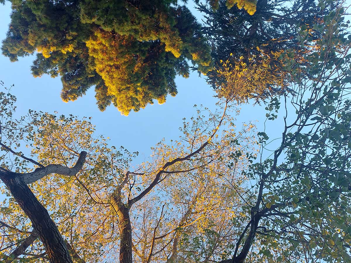 Timaru botanic Gardens looking up to the trees at sunset RFatuh 2026