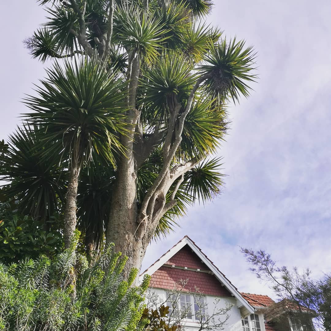 The Timaru Botanic Gardens Oldest Tree 2