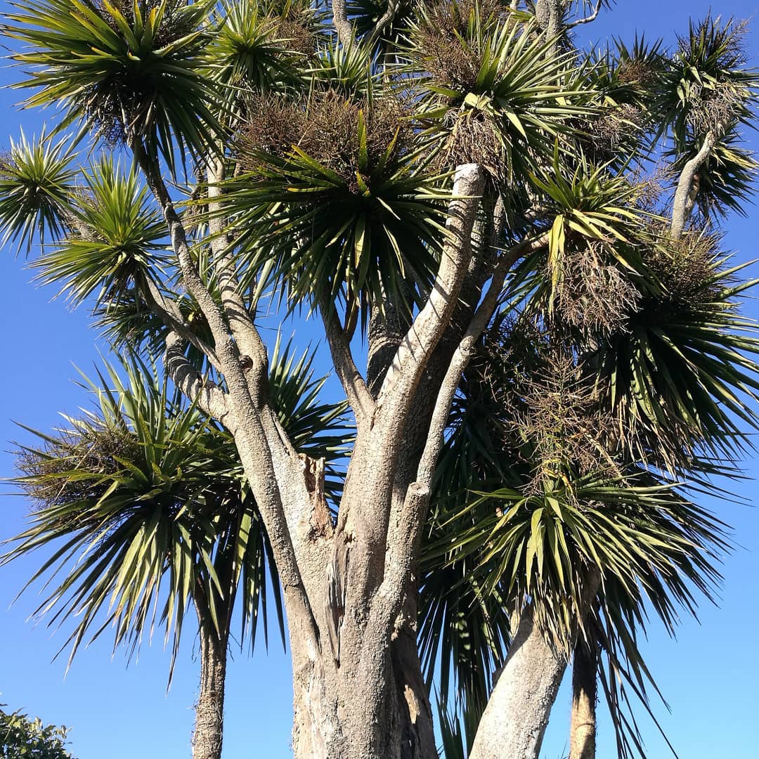 The Timaru Botanic Gardens Oldest Tree 3