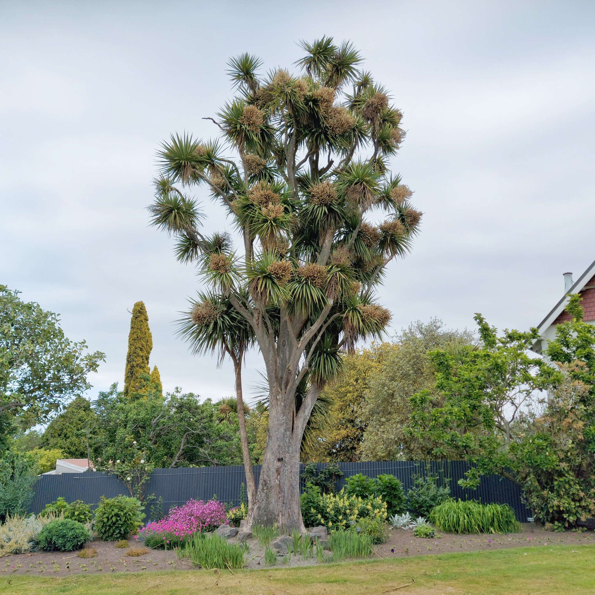 The Timaru Botanic Gardens Oldest Tree 4