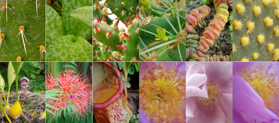 Timaru Botanic Garden close up photos Roselyn Fauth