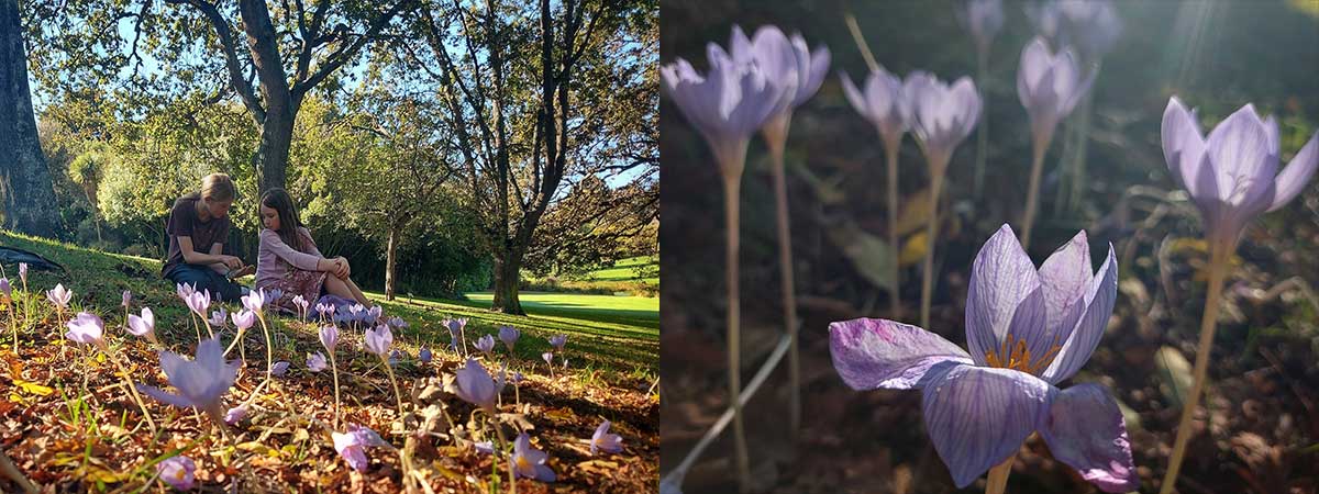 Timaru Botanic Gardens R Fauth April 2026
