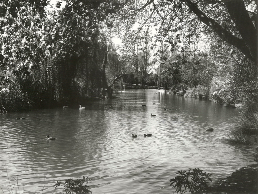 Timaru Botanical Gardens pond and ducks by D Nicholson