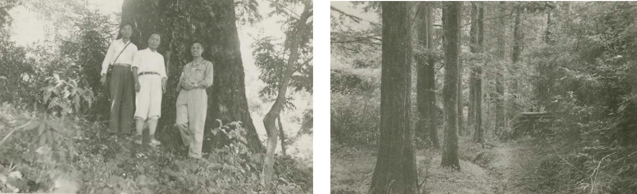 Chengs expedition Metasequoia glyptostroboide