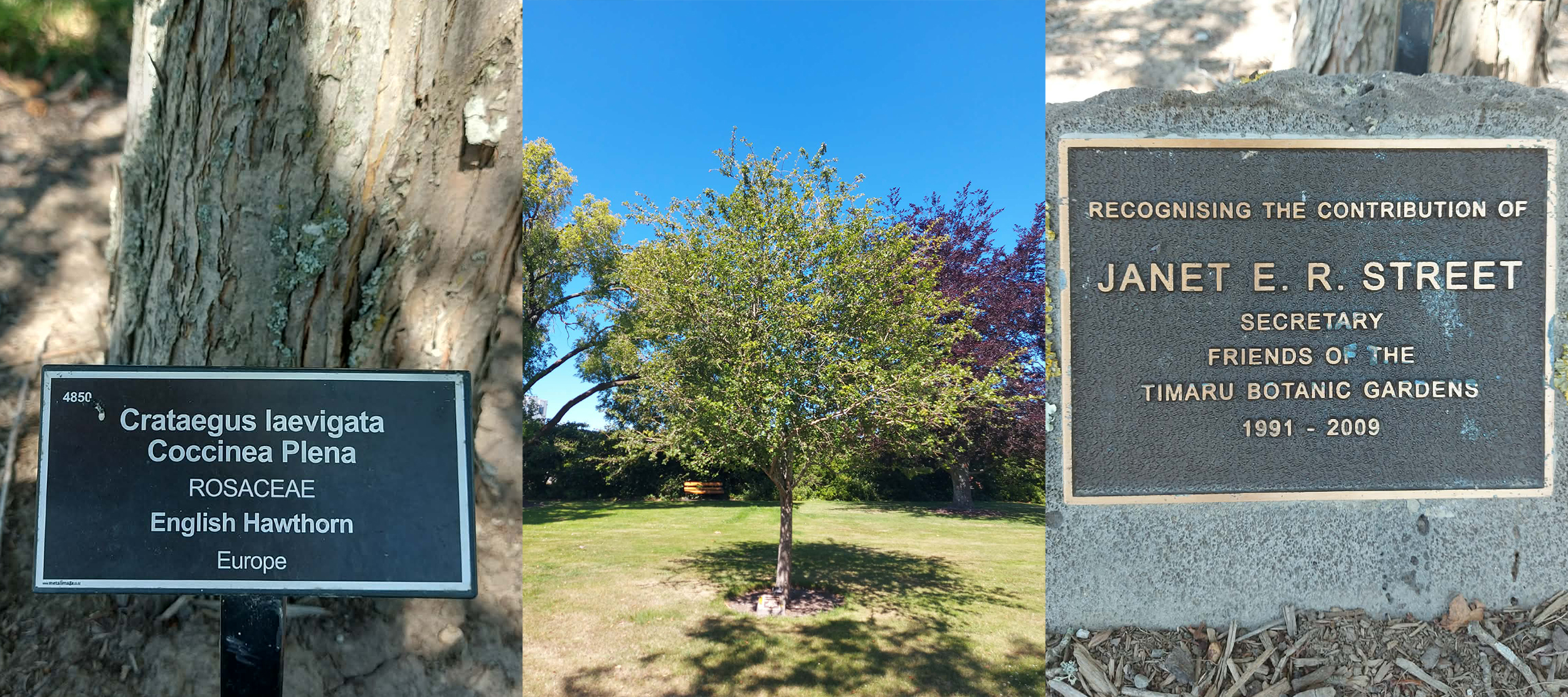 Janet Street and her Hawthorn Tree