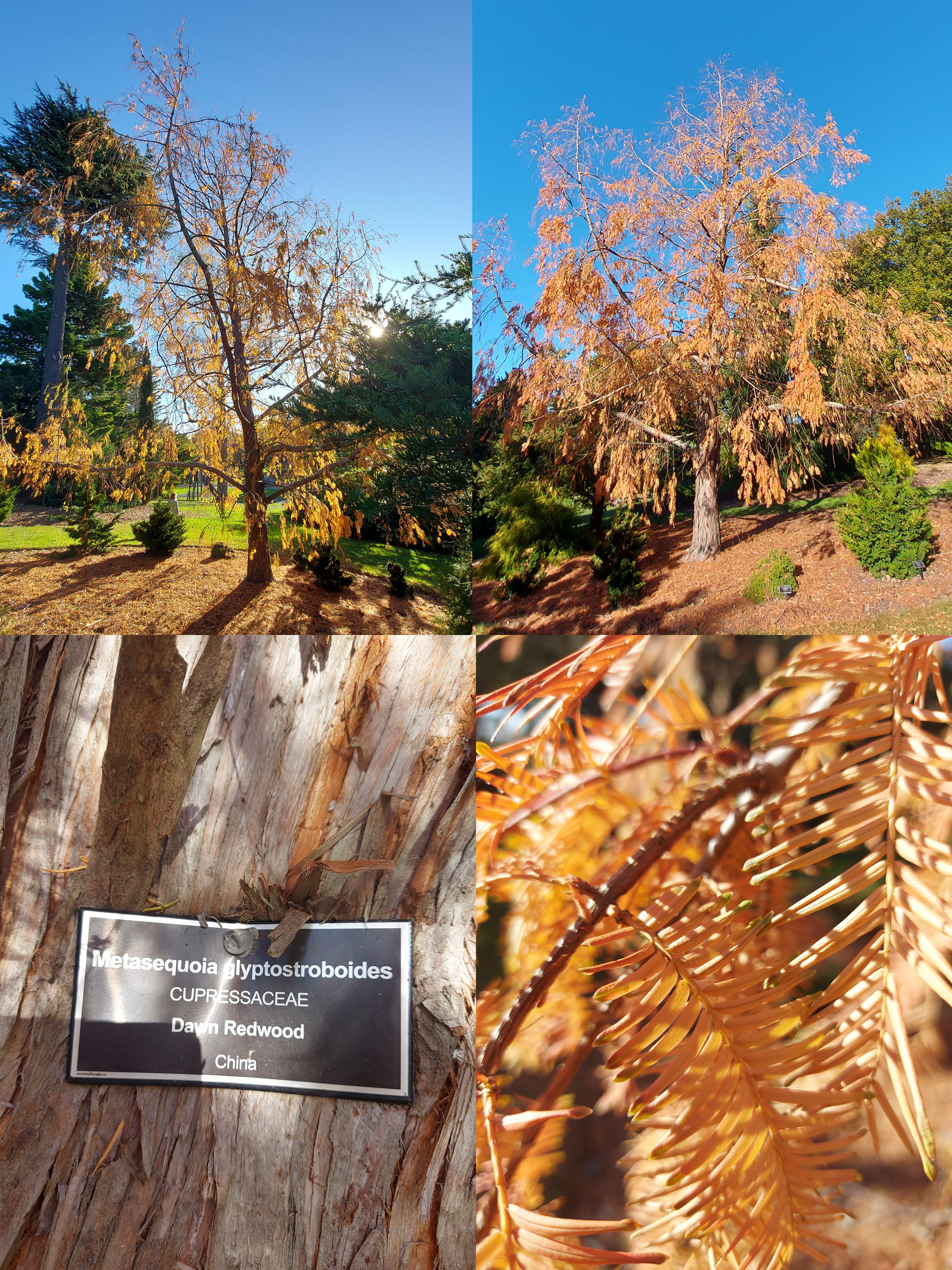 Metasequoia Glyptostroboides TimaruBotanicGardens