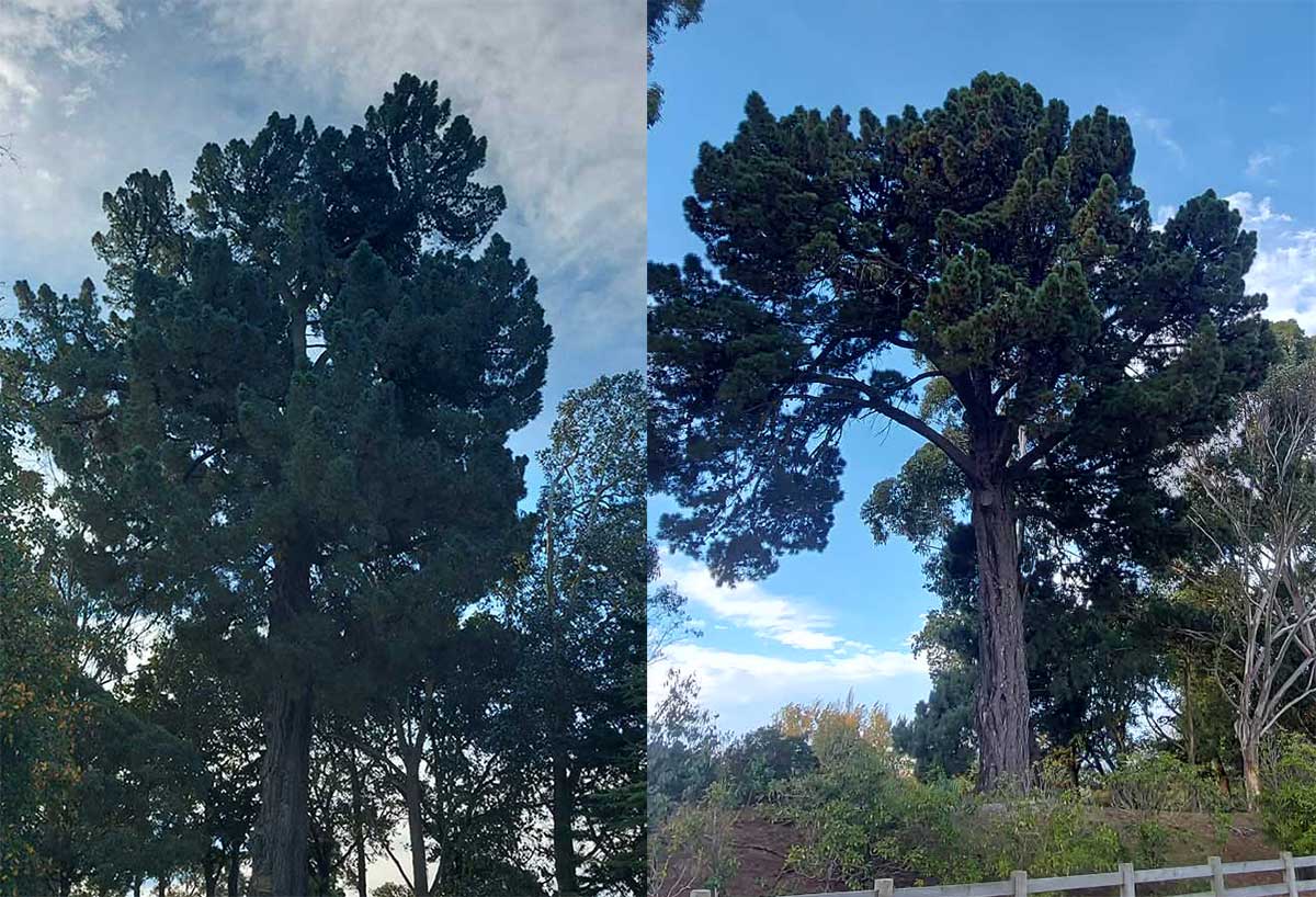 Prisoner Pine 1 Timaru Botanic Garden RFauth 2026