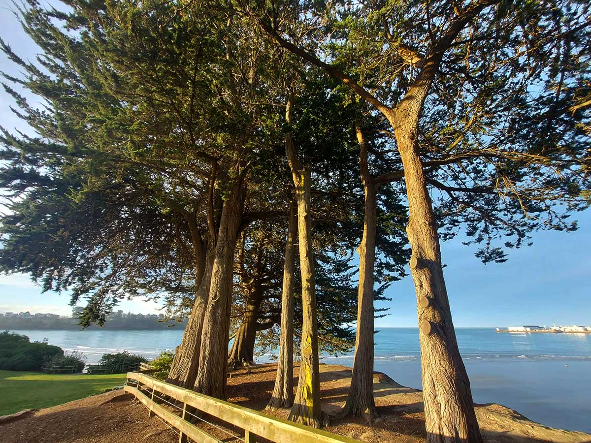 Trees at Benvenue Cliffs overlooking Dashing Rocks Caroline Bay Photo Roselyn Fauth 260724