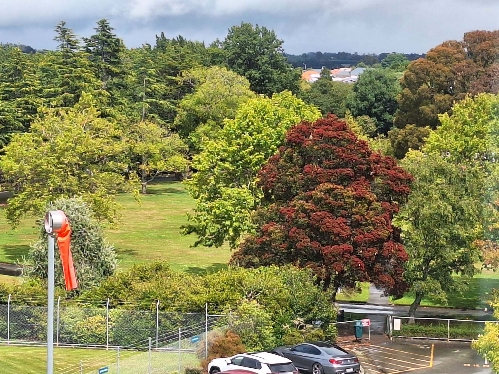 View from the hospital over the helecopter pad to the trees and the rata tree at the Botanic Gardens