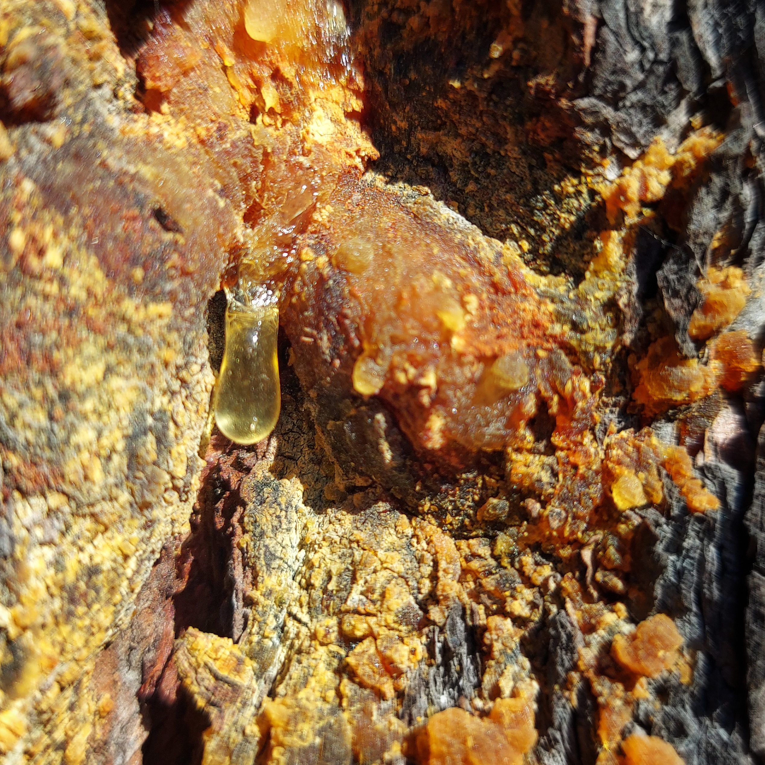 WuHoo Pinus Radiata TimaruBotanicGarden 20230428 131649 01