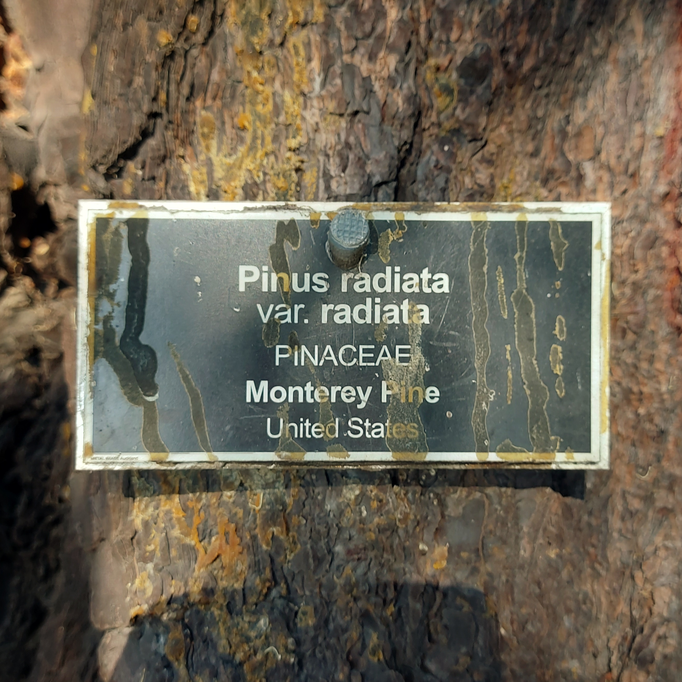 WuHoo Pinus Radiata TimaruBotanicGarden 20230428 132057 01
