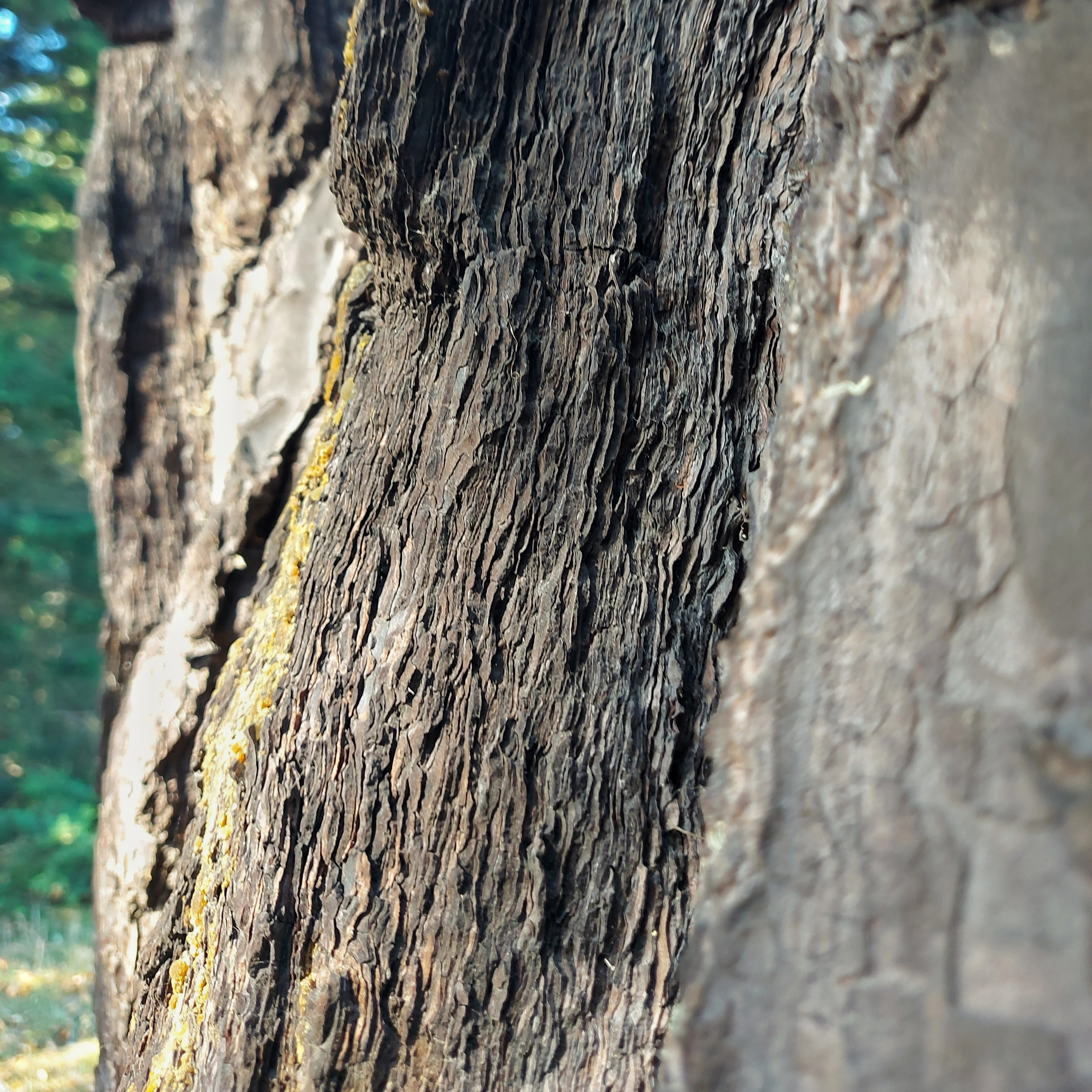 WuHoo Pinus Radiata TimaruBotanicGarden 20230428 132117 01