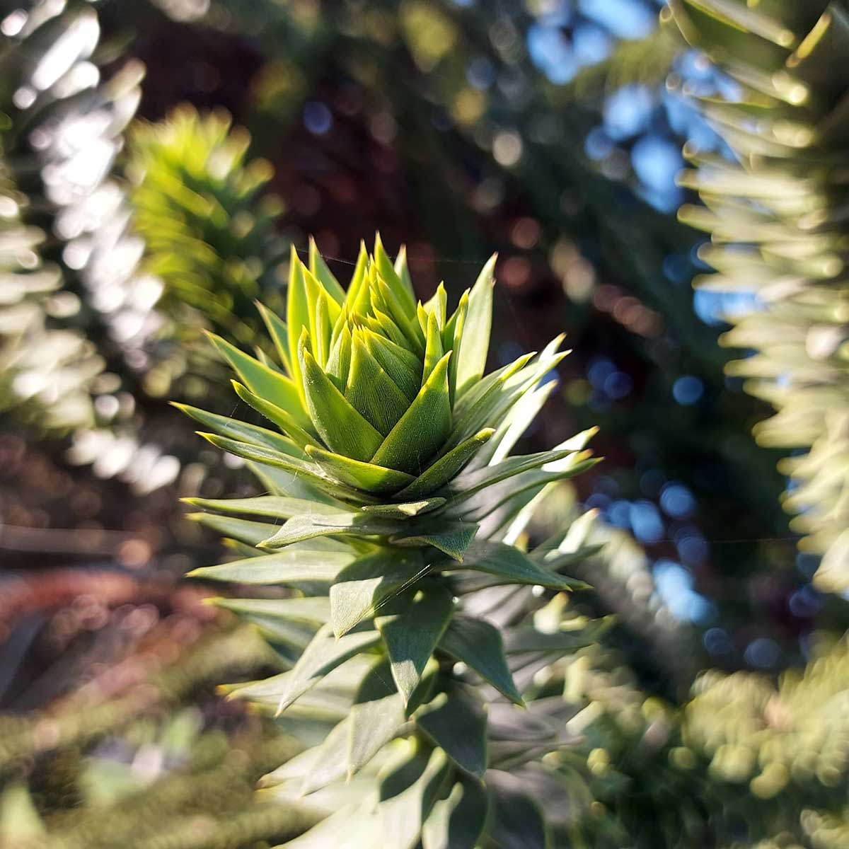 WuHoo Timaru Monkey Puzzle Tree