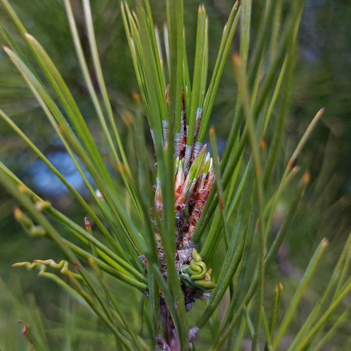 WuHoo Timaru Botanic Gardens Gallipoli Red Pine