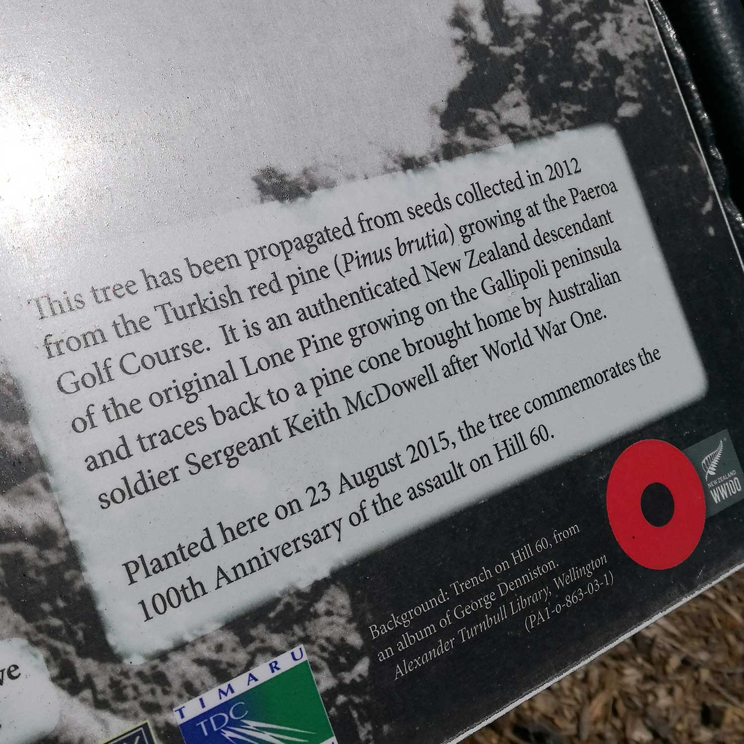 WuHoo Timaru Botanic Gardens Gallipoli Red Pine