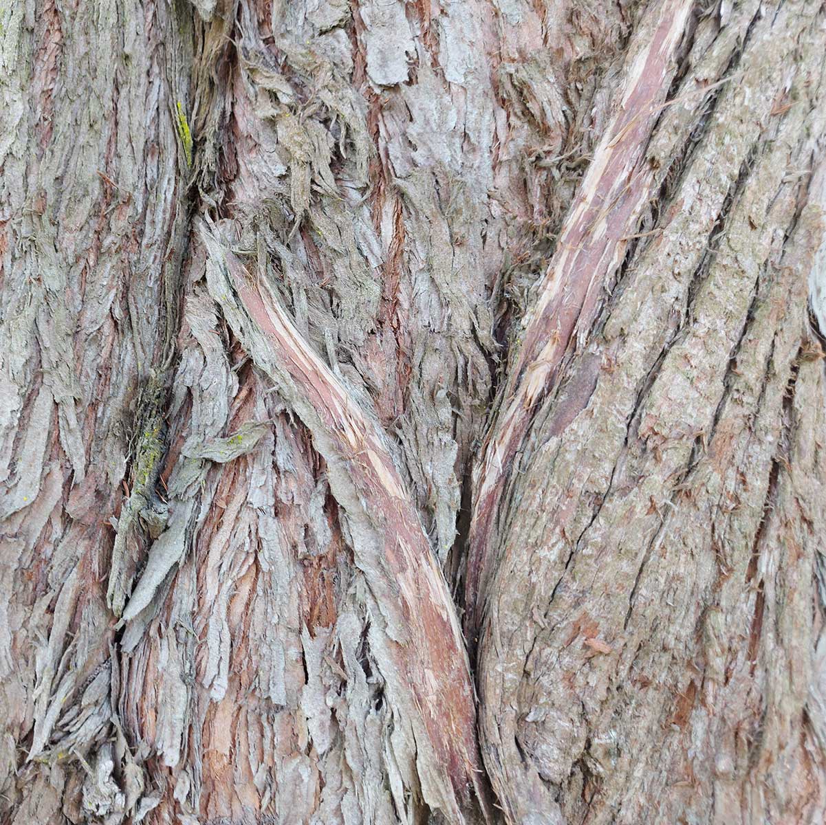 WuHooTimaru Metasequoia Dawn Redwood 