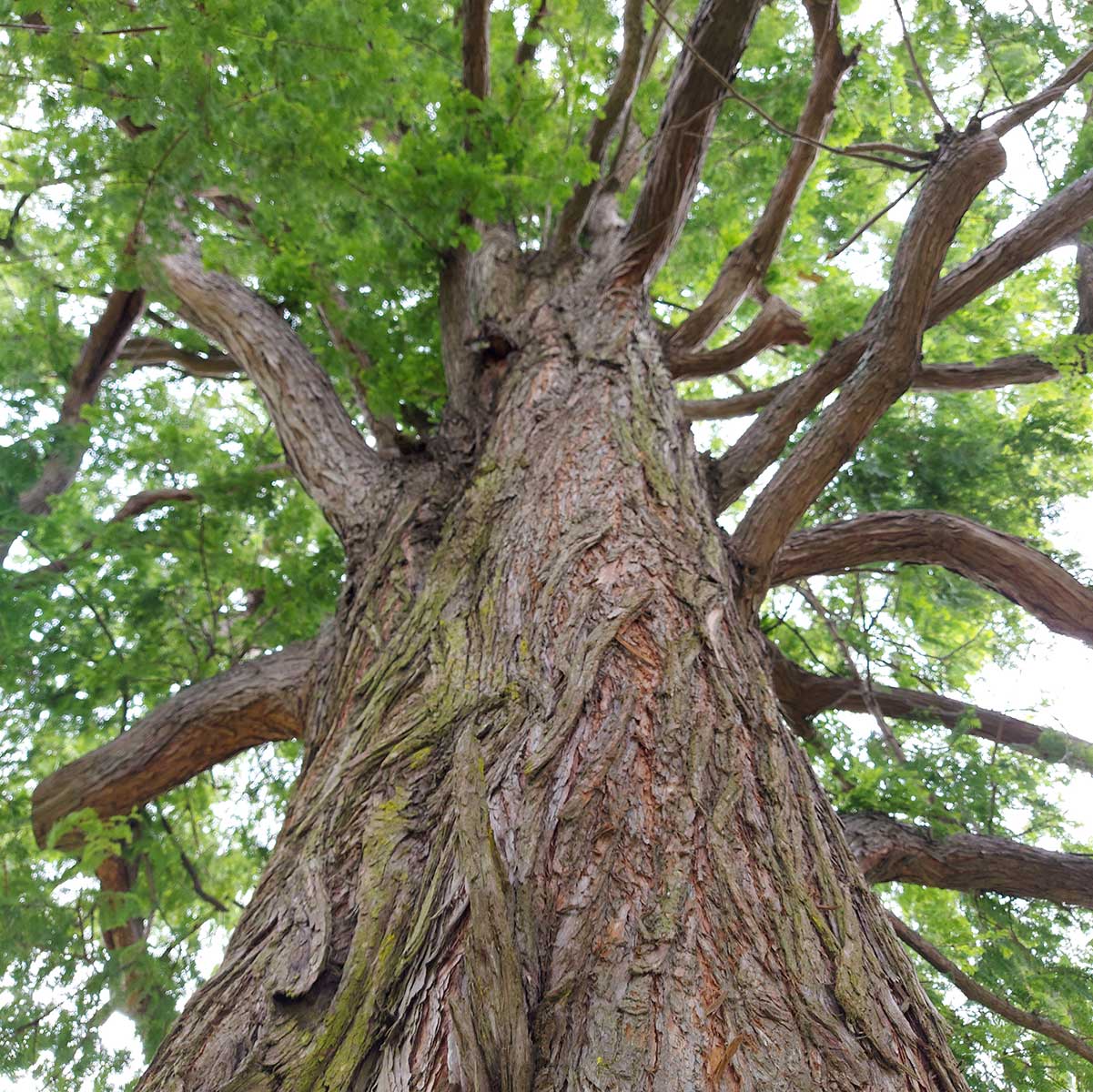 WuHooTimaru Metasequoia Dawn Redwood 