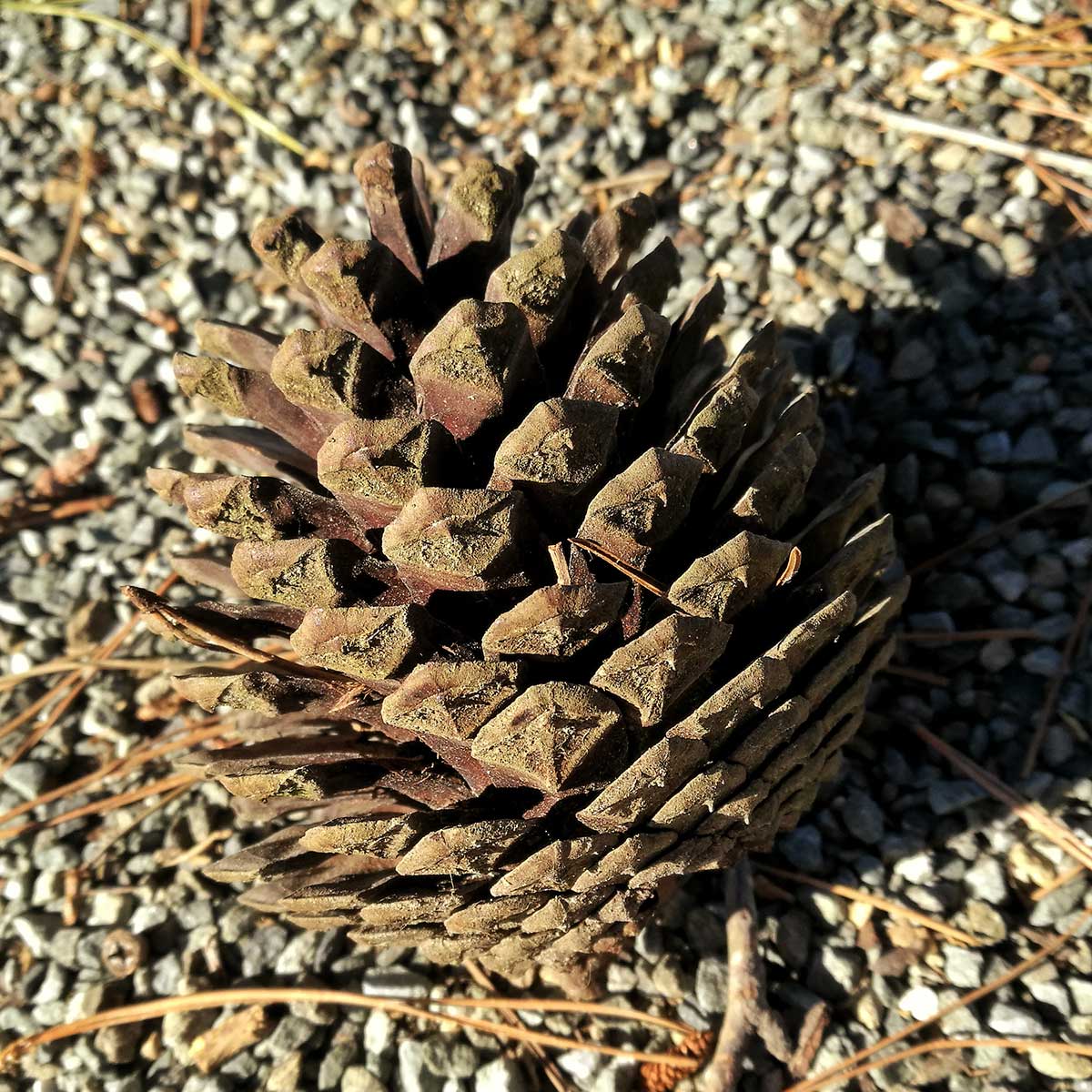WuHooTimaru Pinus Radiata Botanic Gardens