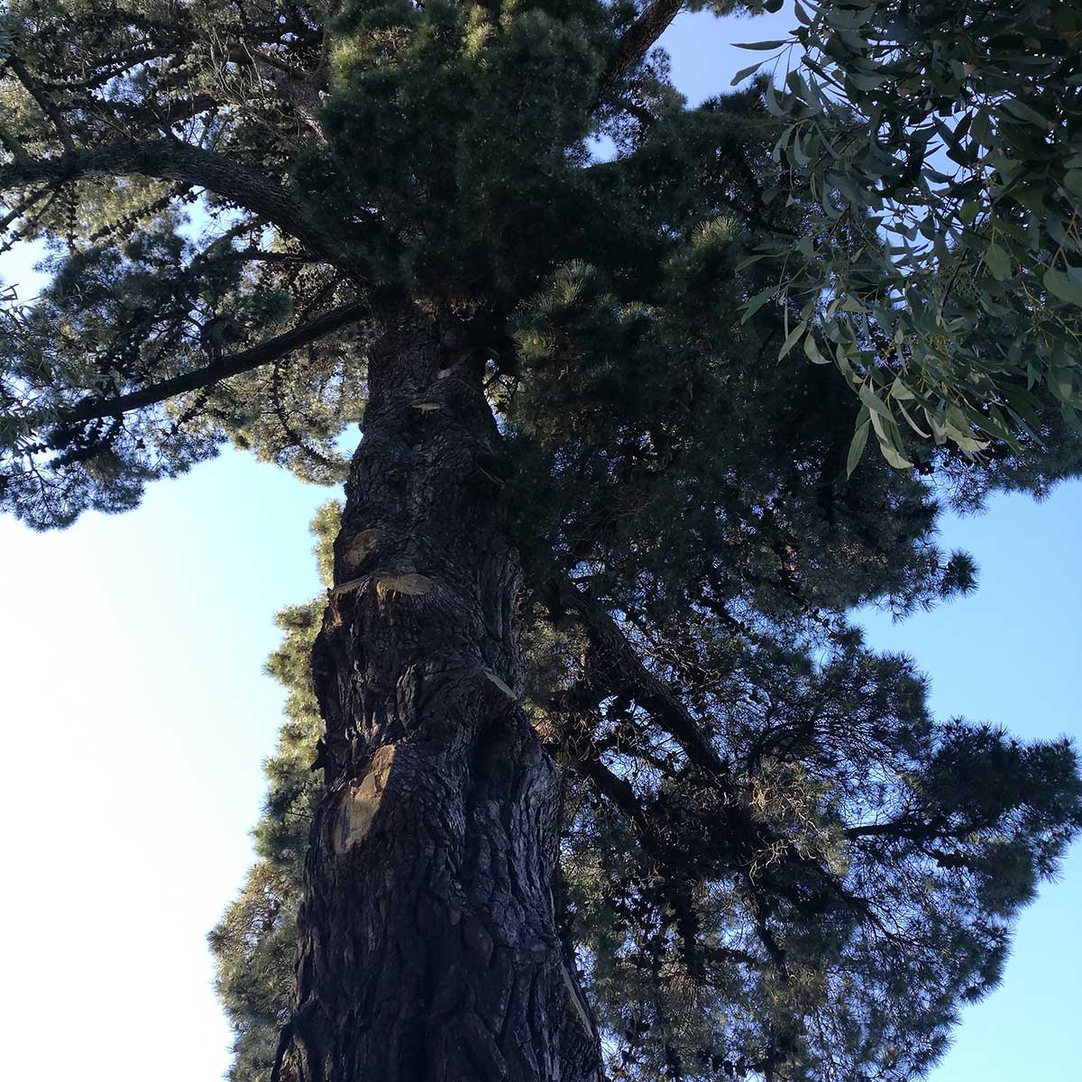 WuHooTimaru Pinus Radiata Botanic Gardens