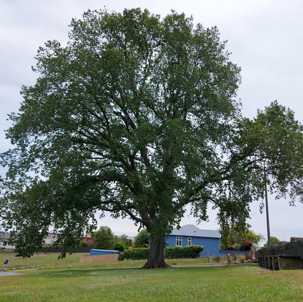 WuHooTimaru Trees Bowker Elm 00