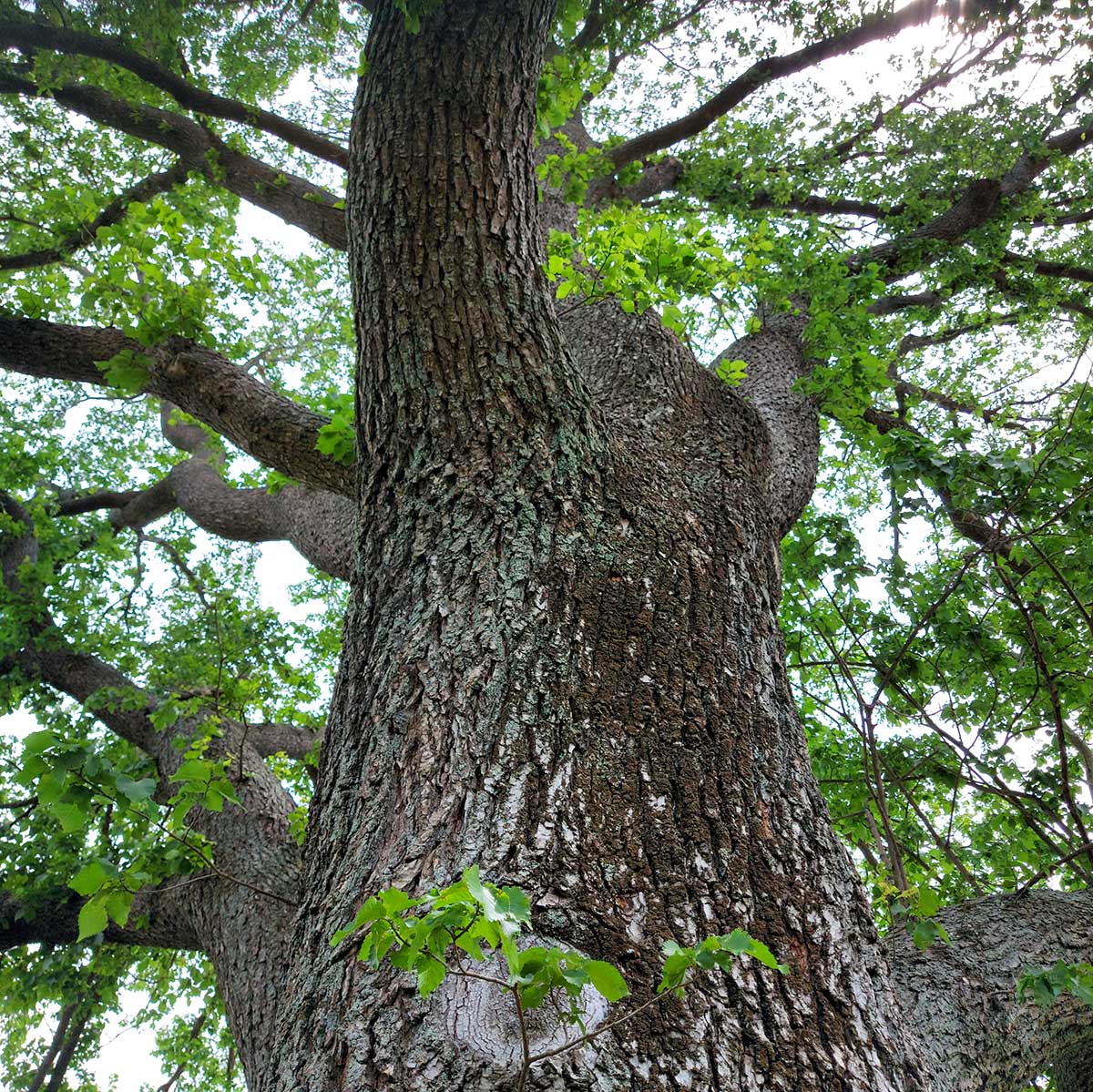 WuHooTimaru Trees Bowker Elm 00