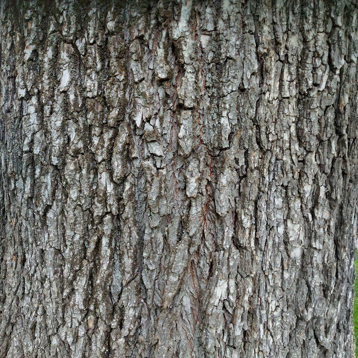 WuHooTimaru Trees Bowker Elm 00